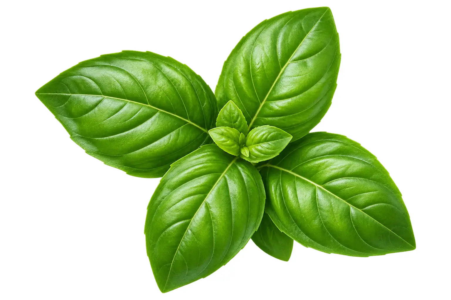 Feuilles de basilic