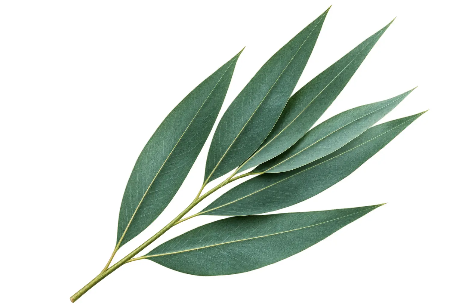 Feuilles d’eucalyptus
