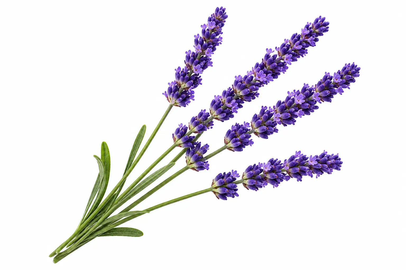 Fleurs de lavande